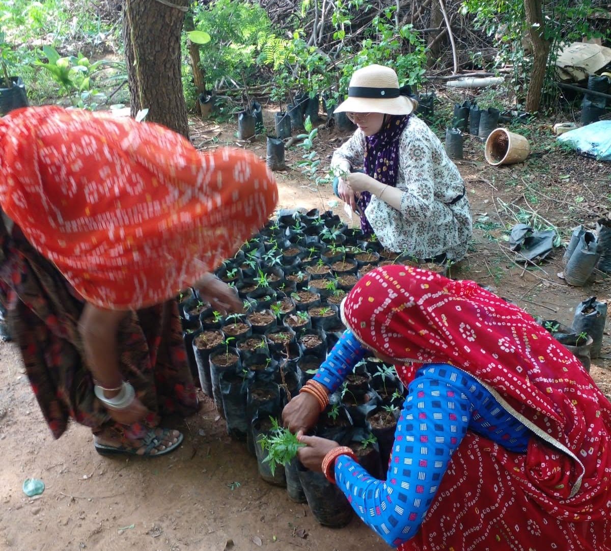 Three women squat down near dozens of seedlings in pots in a garden.